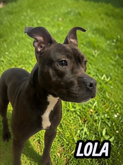 LOLA - Pit Bull Terrier available for adoption