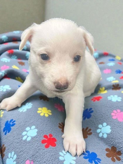 MORLA - Welsh Corgi available for adoption