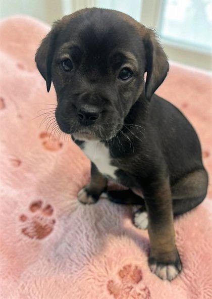 DOJA CAT - Jack Russell Terrier available for adoption