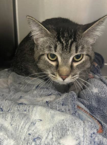 WALNUT - Domestic Short Hair available for adoption