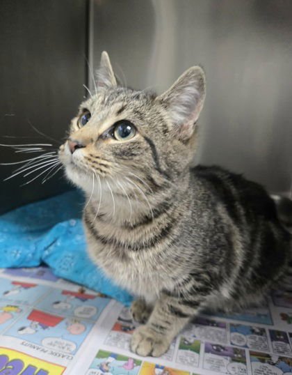 CHURO - Domestic Short Hair available for adoption