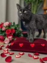 KARMEN - Domestic Short Hair available for adoption