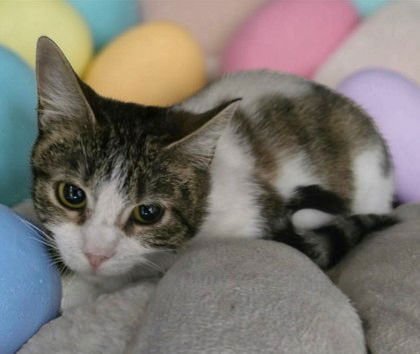 JESSICA RABBIT - Domestic Short Hair available for adoption