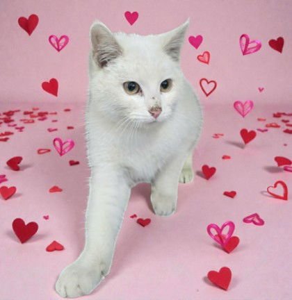 ASPEN - Domestic Short Hair available for adoption