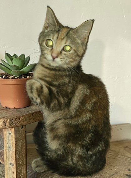 RAJA - Domestic Short Hair available for adoption