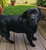 AVERY - Unknown available for adoption