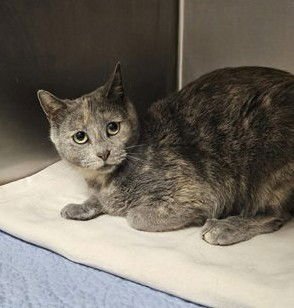 SHILAH - Domestic Short Hair available for adoption