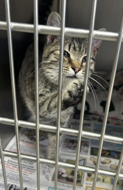 DRIFTER - Domestic Short Hair available for adoption