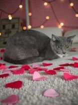 REBA - Domestic Short Hair available for adoption