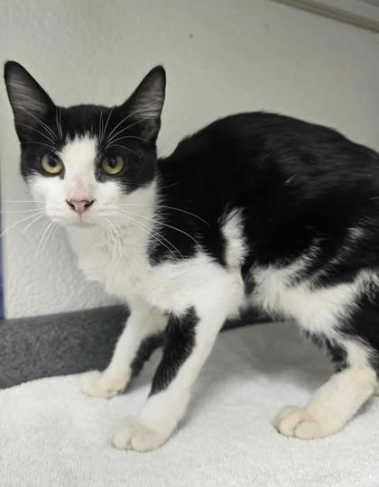 SHELTON - Domestic Short Hair available for adoption