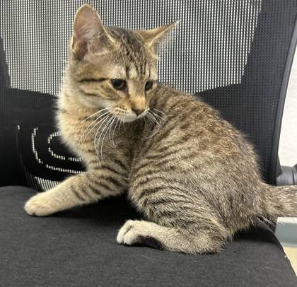 ROOT BEER - Domestic Short Hair available for adoption