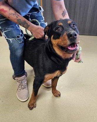 BEULAH - Rottweiler available for adoption