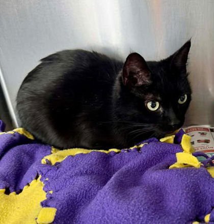 IRIS - Domestic Short Hair available for adoption