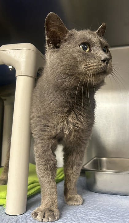 KERCHAK - Domestic Short Hair available for adoption