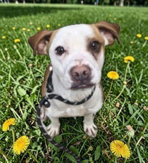 CHAI - Beagle available for adoption