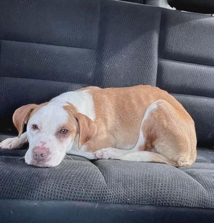 CHAI - Beagle available for adoption