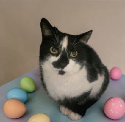 BRAVEHEART - Domestic Short Hair available for adoption