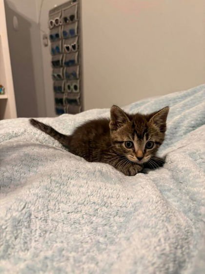 BABY - Domestic Short Hair available for adoption