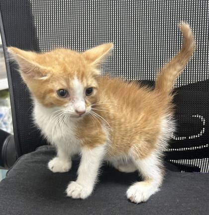 ORANGE CRUSH - Domestic Short Hair available for adoption