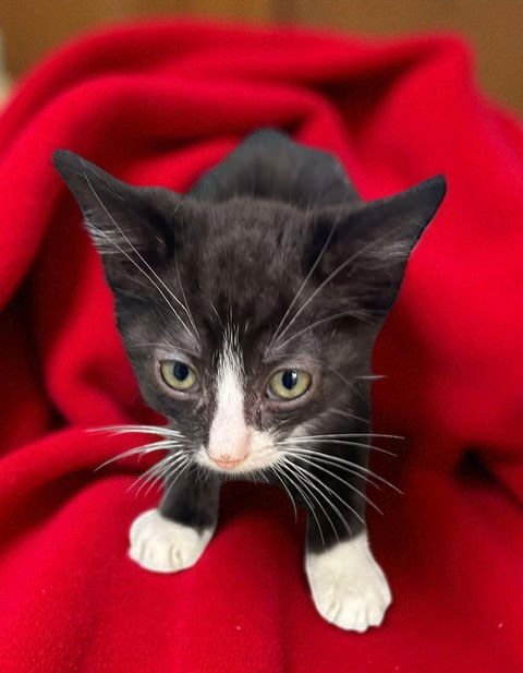 HERCULES - Domestic Short Hair available for adoption