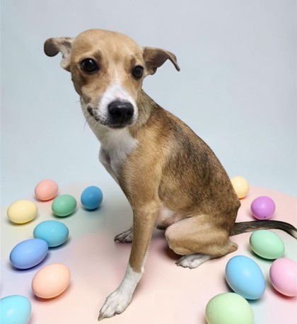 SADIE MAE - Jack Russell Terrier available for adoption