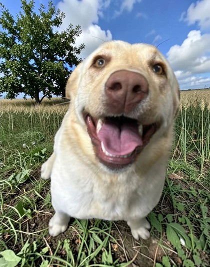 IZZY - Labrador Retriever available for adoption