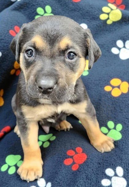 SPIDER MAN - Shepherd available for adoption