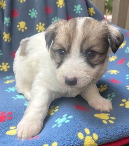 FAIRY - Welsh Corgi available for adoption