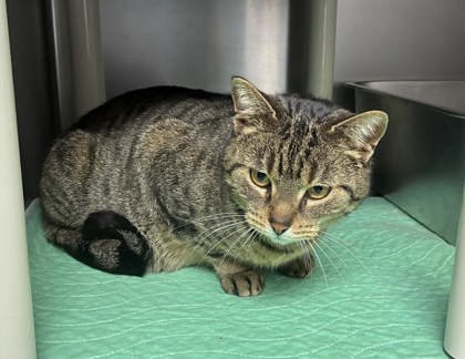 ARIZONA - Domestic Short Hair available for adoption