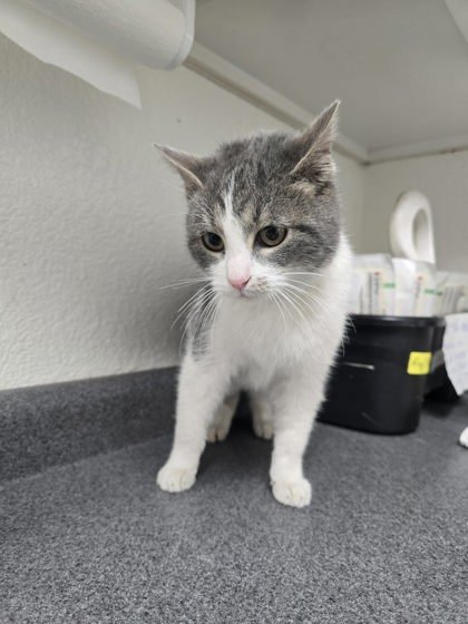 CHINA - Domestic Short Hair available for adoption