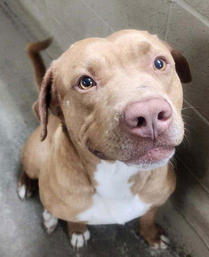 SANDY - Pit Bull Terrier available for adoption