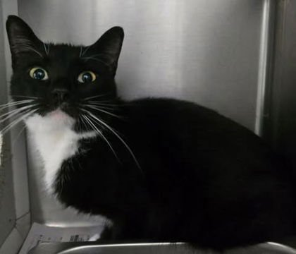 HEIDI - Domestic Short Hair available for adoption