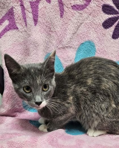 EDEN - Domestic Short Hair available for adoption