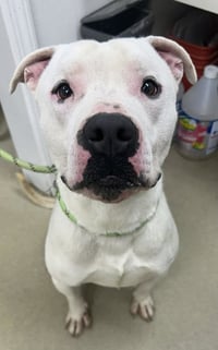 Bo Johnson - Photo 1