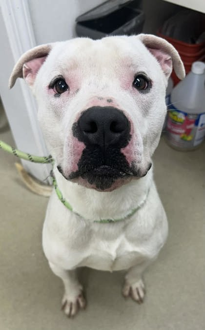 BO JOHNSON - Pit Bull Terrier available for adoption