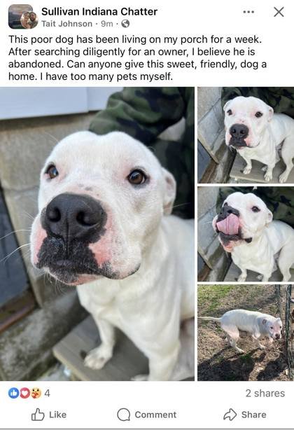 BO JOHNSON - Pit Bull Terrier available for adoption