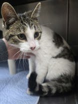 ALLEN WEST - Domestic Short Hair available for adoption