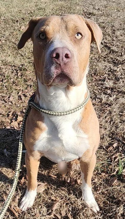 JUGHEAD - Unknown available for adoption