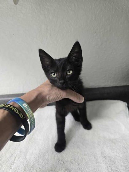 ZOBOOMAFOO - Domestic Short Hair available for adoption