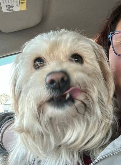 CHARLIE - Shih Tzu available for adoption