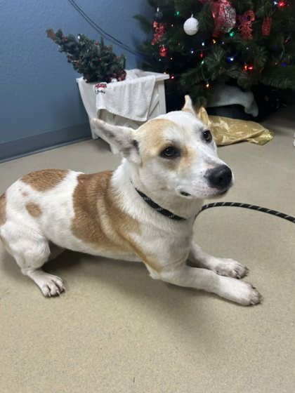 BUFFY - Welsh Corgi available for adoption