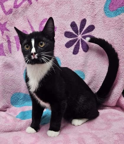 TUX - Domestic Short Hair available for adoption