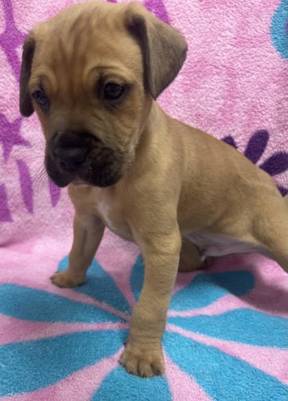 LIL WAYNE - Jack Russell Terrier available for adoption