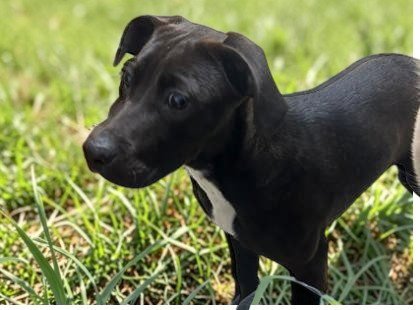 BILLIE EILISH - Unknown available for adoption