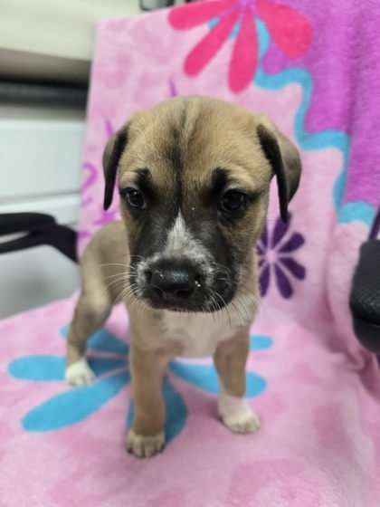 SLIM SHADY - Jack Russell Terrier available for adoption
