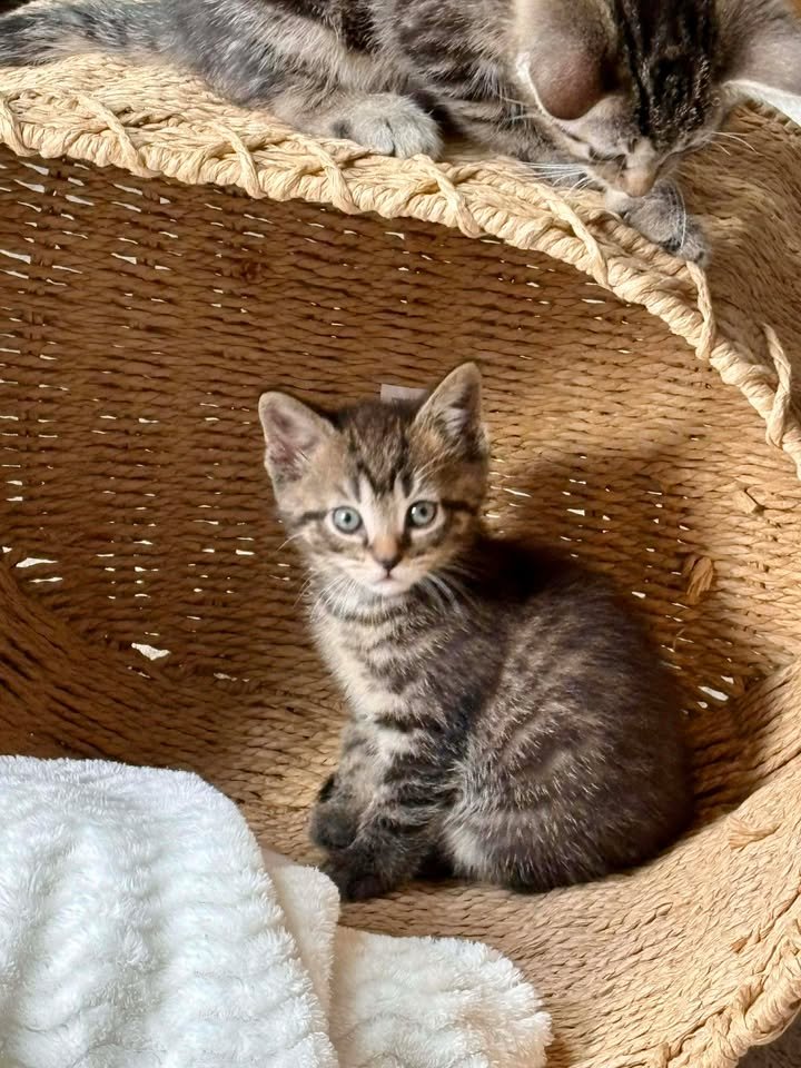 SQUIRT - Domestic Short Hair available for adoption