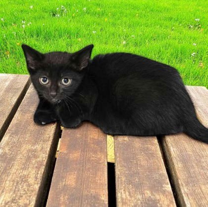 KASSANDRA - Domestic Short Hair available for adoption