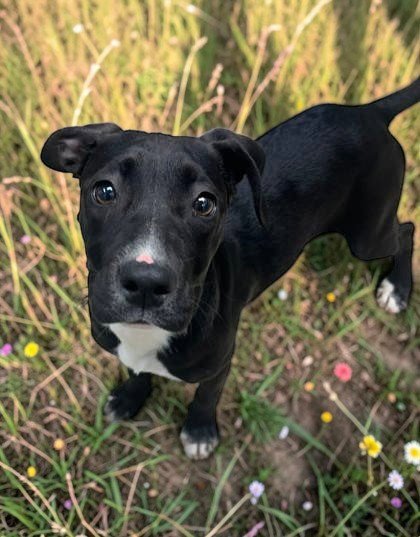 BRITTNEY SPEARS - Unknown available for adoption