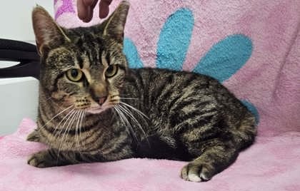 SERENA - Domestic Short Hair available for adoption