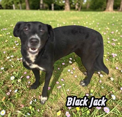 BLACK JACK - Unknown available for adoption